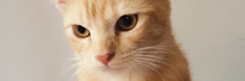 mayadwii's profile banner image