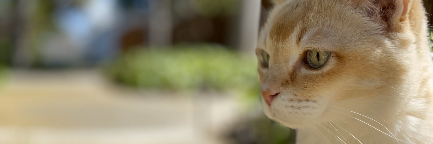 ShihChi Huang banner