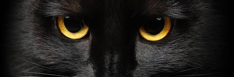 kubraseval's profile banner image