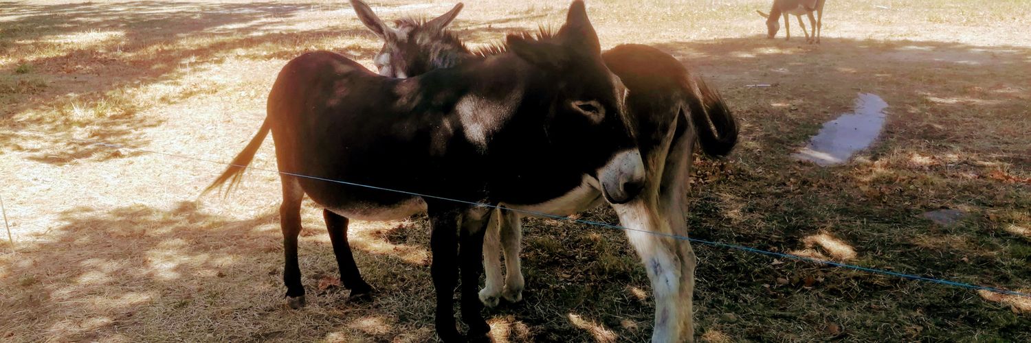 #1 #1gymfan fan banner