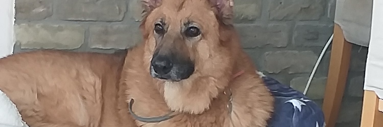 nilitn1's profile banner image