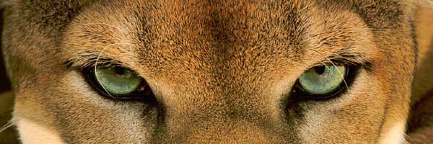 MzzSheriff's profile banner image