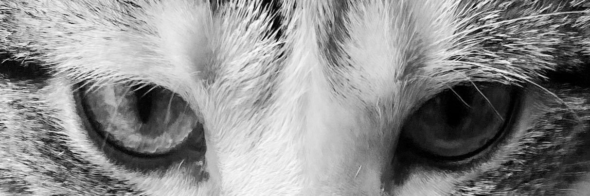 littty13's profile banner image