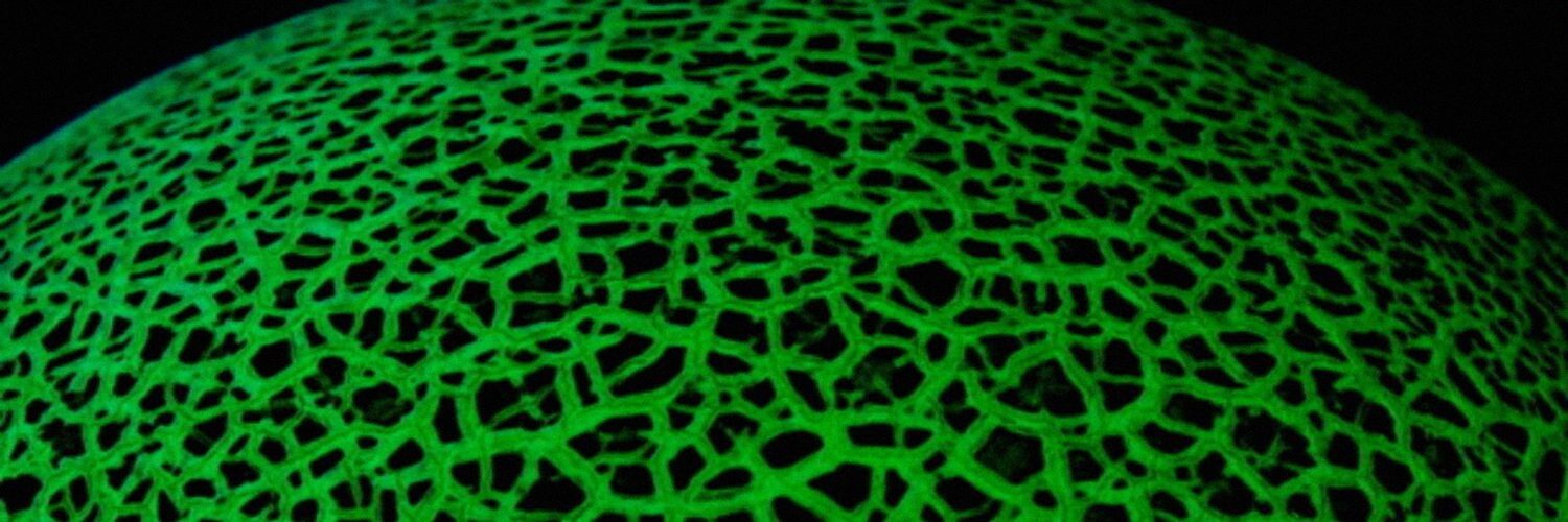 fatimamisa's profile banner image