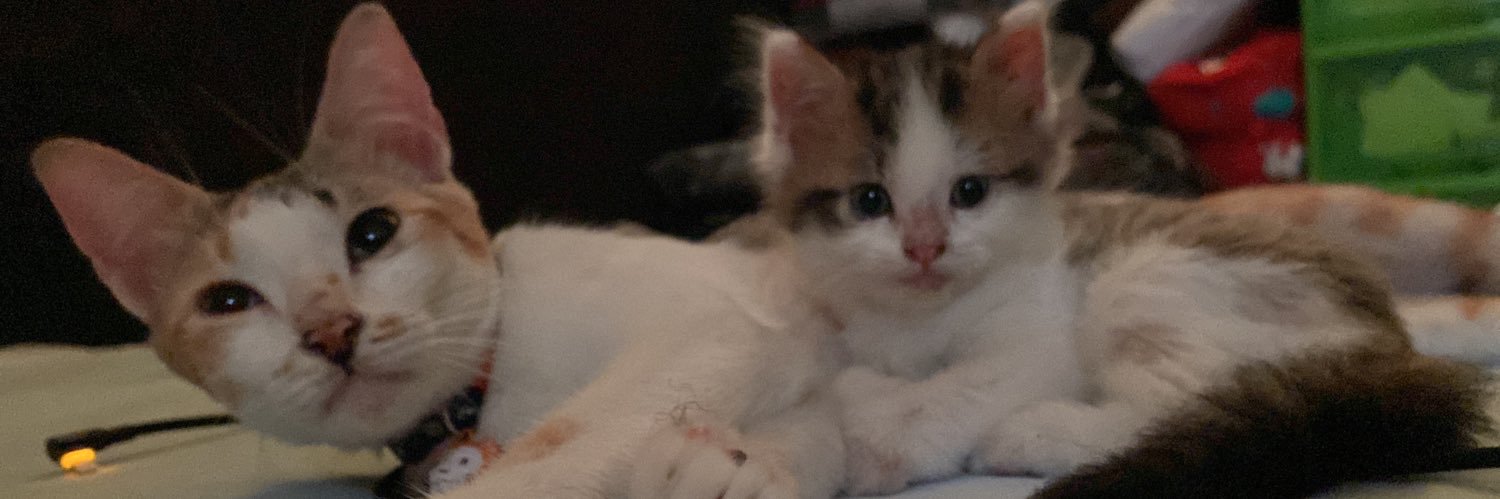 cleo not patra banner