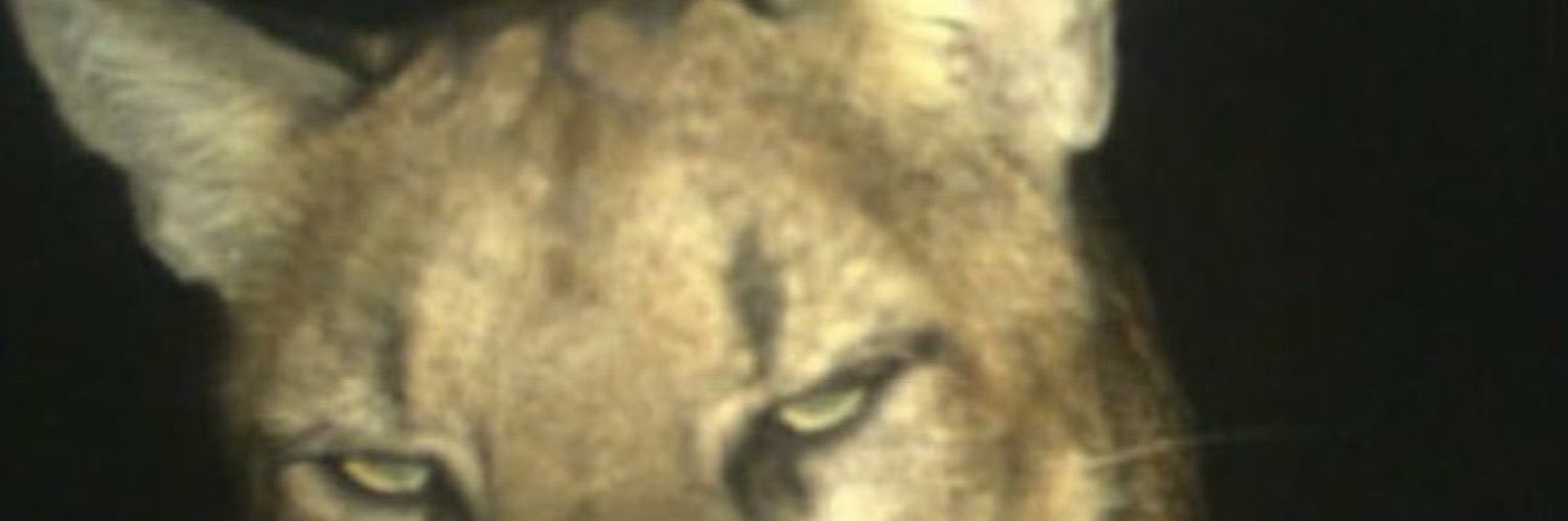 nashrene__'s profile banner image