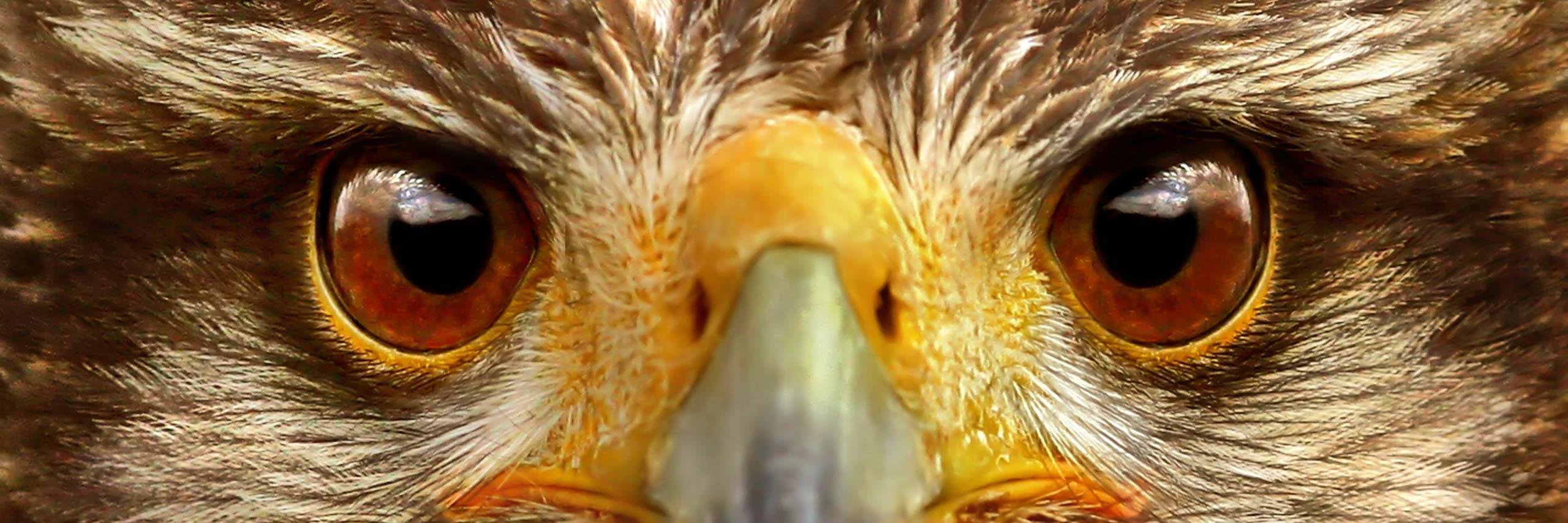 Spruce Creek High banner