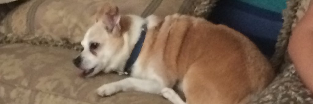 Rev_Shafit's profile banner image