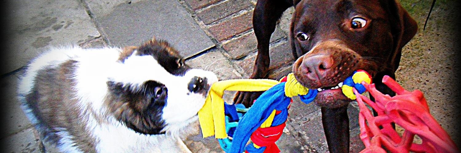 PantingPuppies1's profile banner image