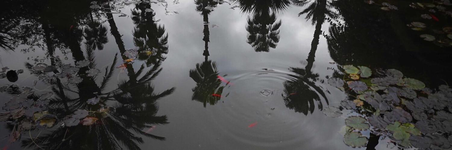 fijijpg's profile banner image