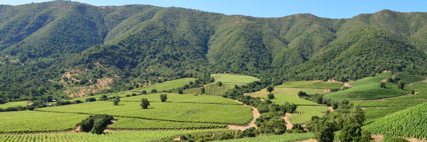 Programa Vino, Cambio Climático y Biodiversidad CL banner