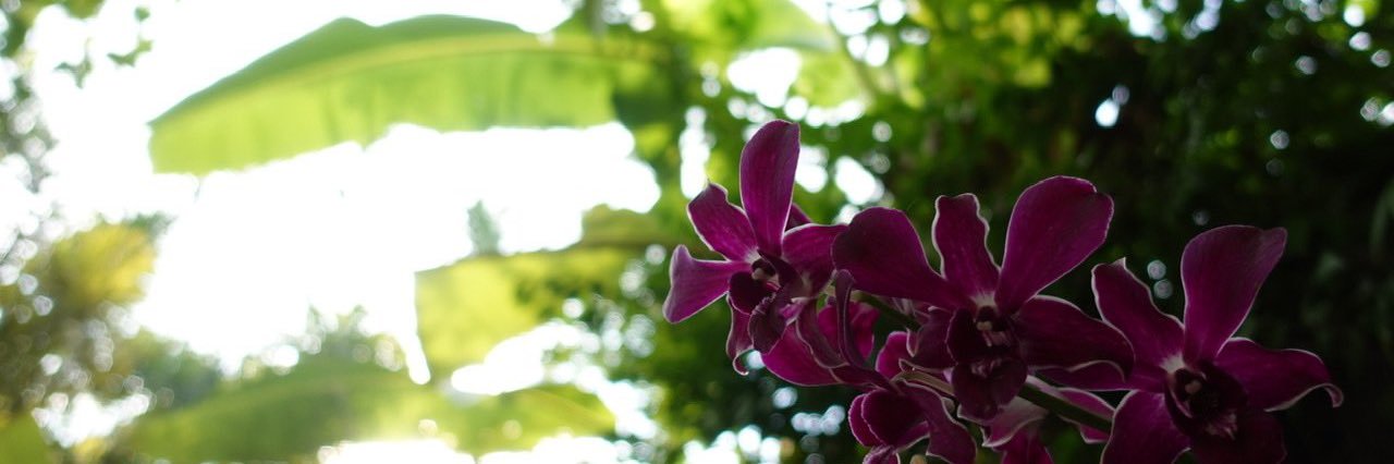 mangoish banner