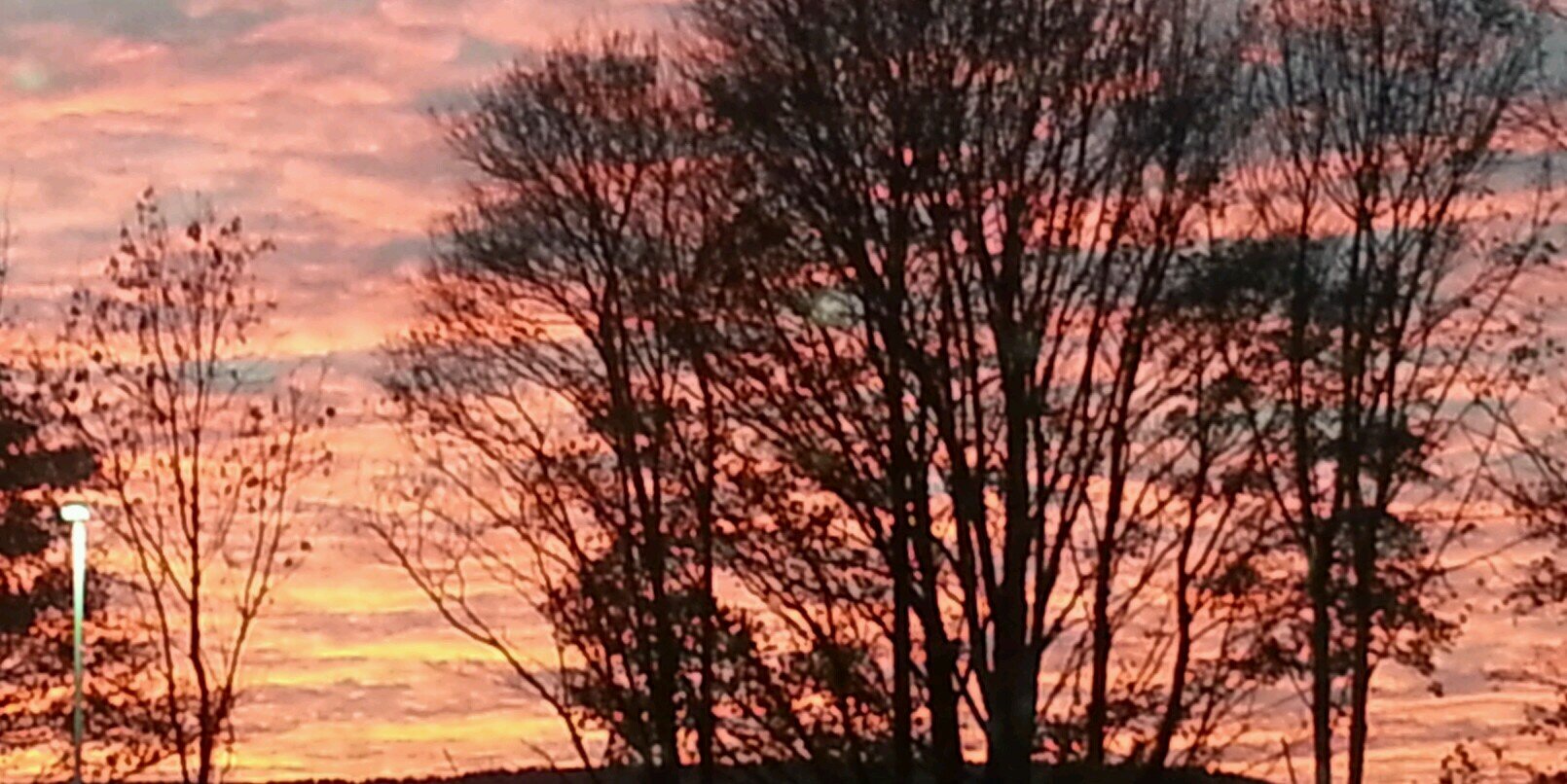 Sarah Backovic banner