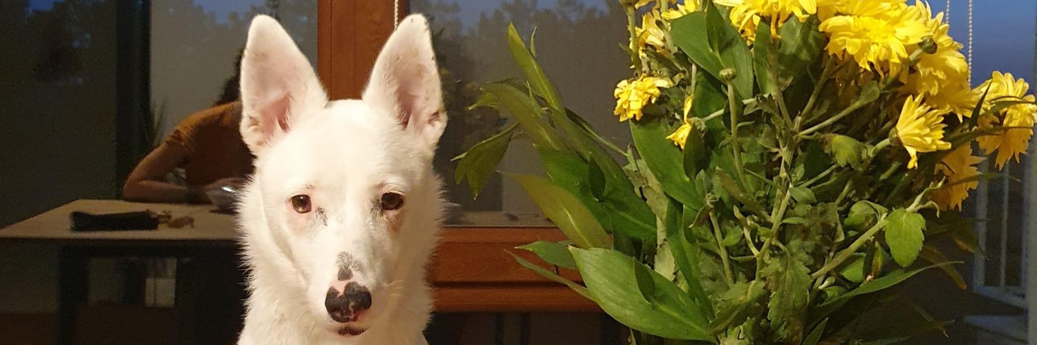 vulpeculala's profile banner image