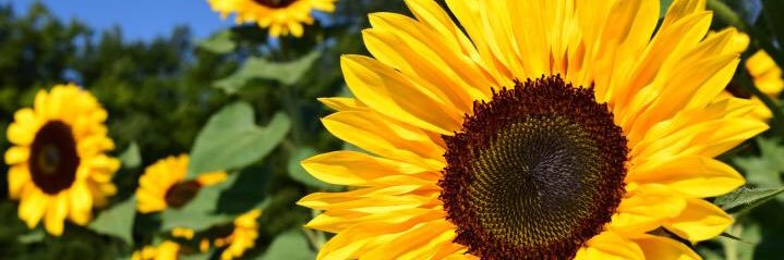 G. banner