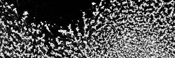 Tholand_ Profile Banner
