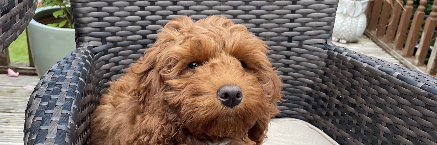 Gary Mcdonald banner