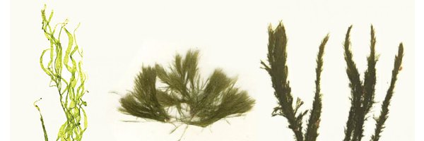 UBCBotany Profile Banner