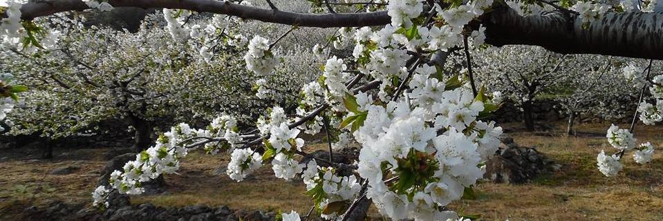 puerto blázquez carpallo🌱 banner