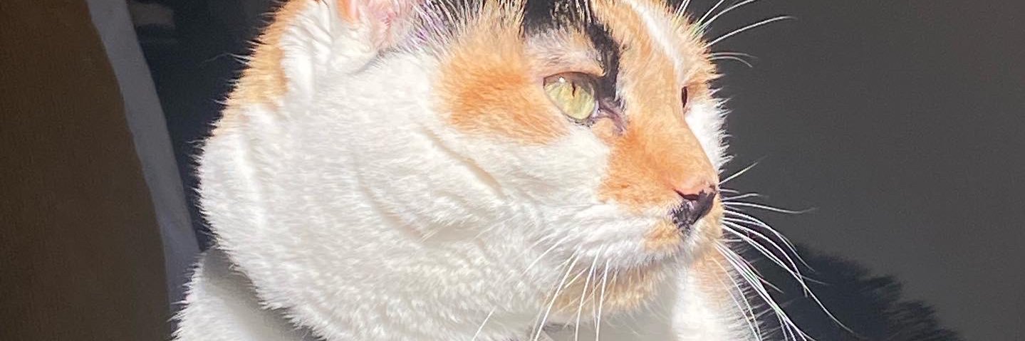 callmebrelynn's profile banner image