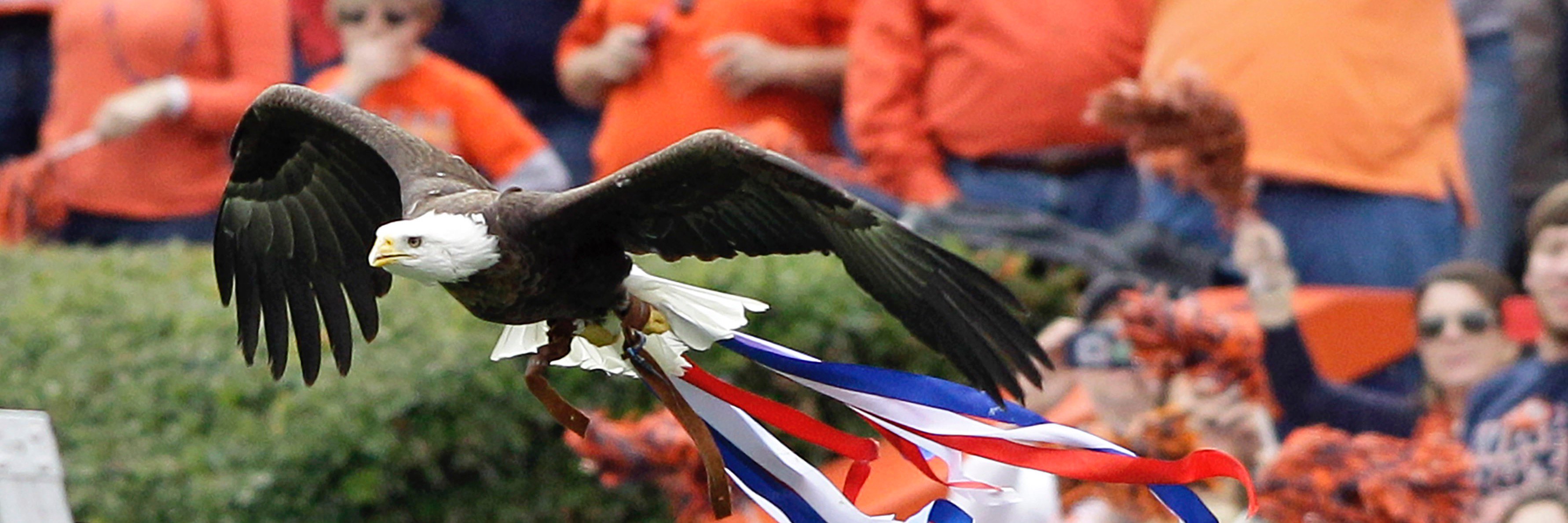 Auburn Football SDS banner