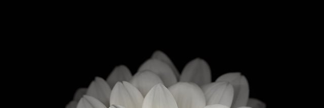 shansflower's profile banner image