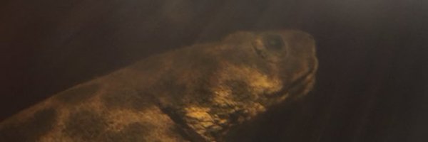 gebsaar Profile Banner