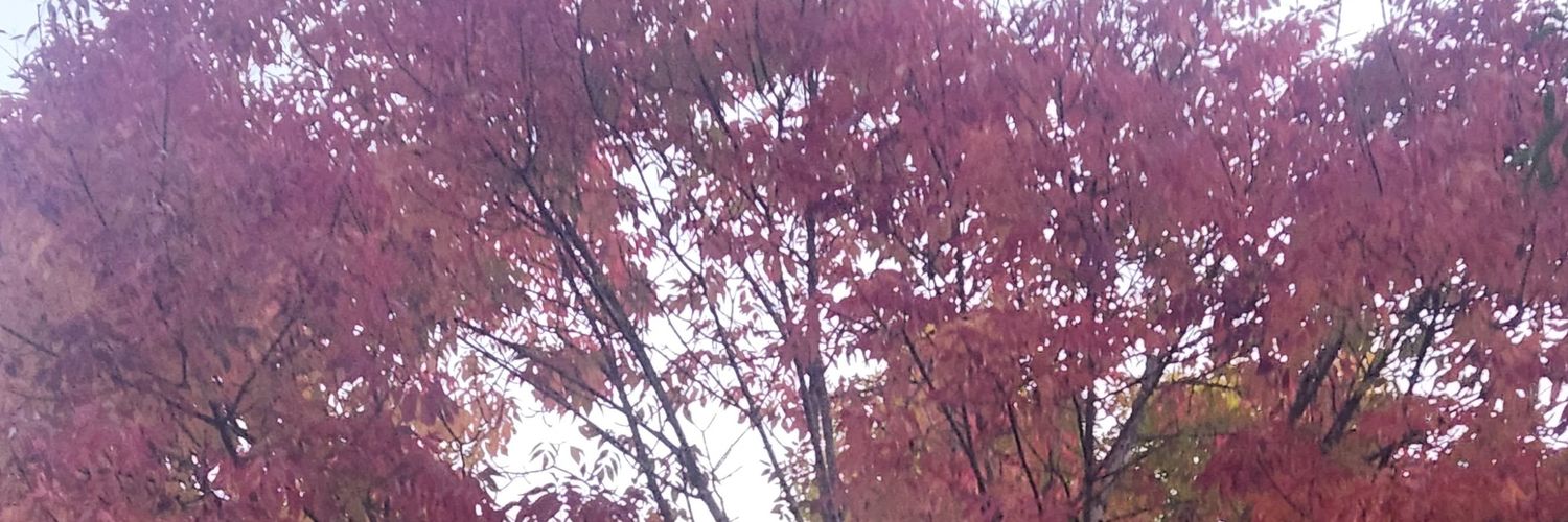 ruiasa's profile banner image