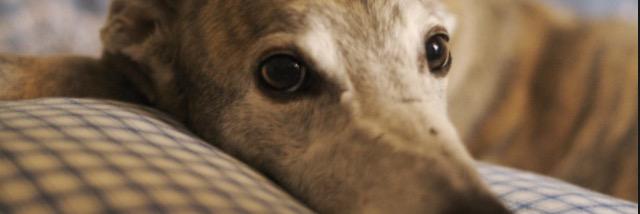 Greyhound Trust Wolverhampton banner