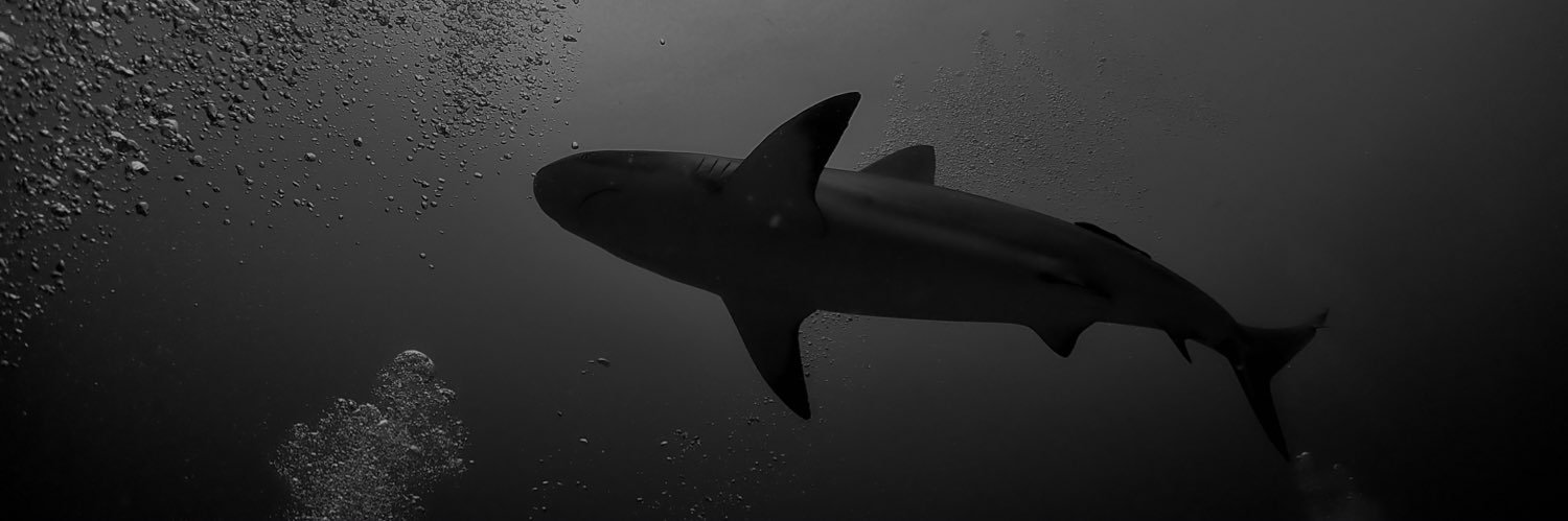 hay_stout's profile banner image
