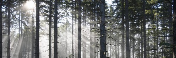 TOLGuitars Profile Banner