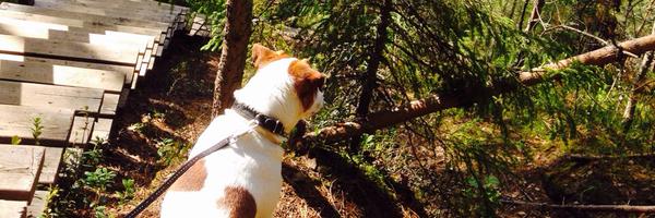 TRoininen Profile Banner