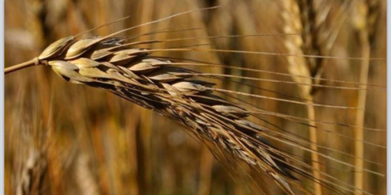 حمد المغلوث banner