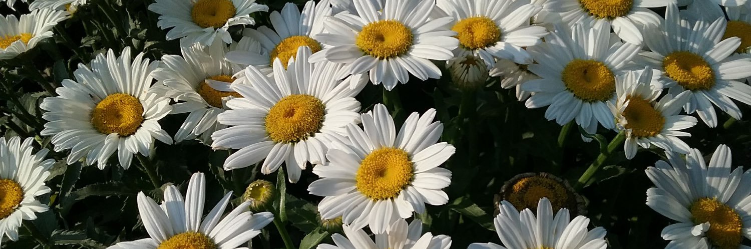 QueenPaulaMarie's profile banner image
