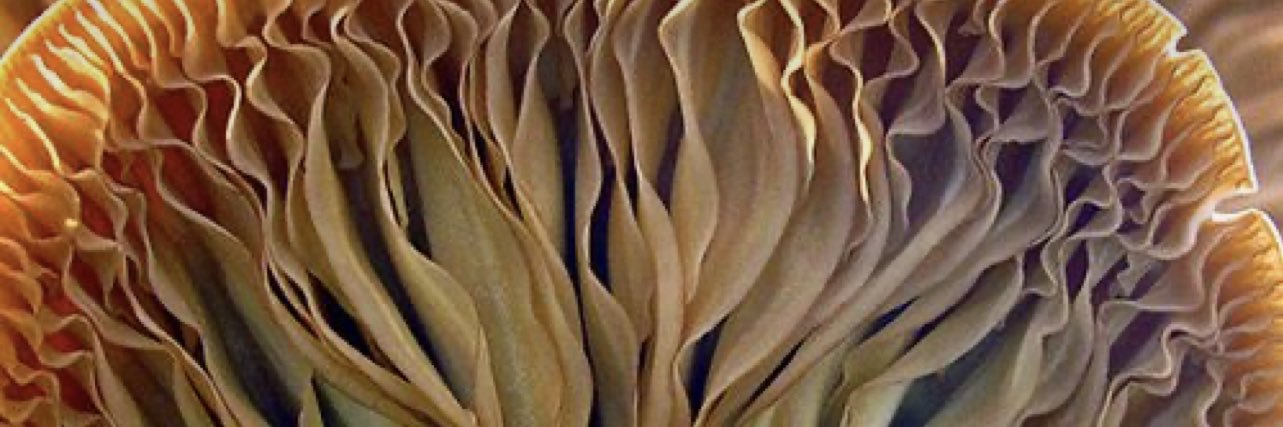 Daanii_Camacho's profile banner image