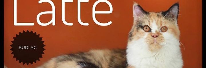 budi_ac's profile banner image
