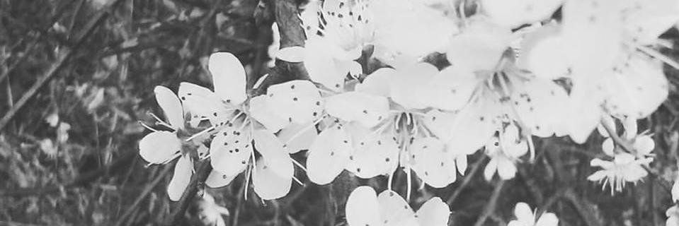 xtsukinousagix's profile banner image