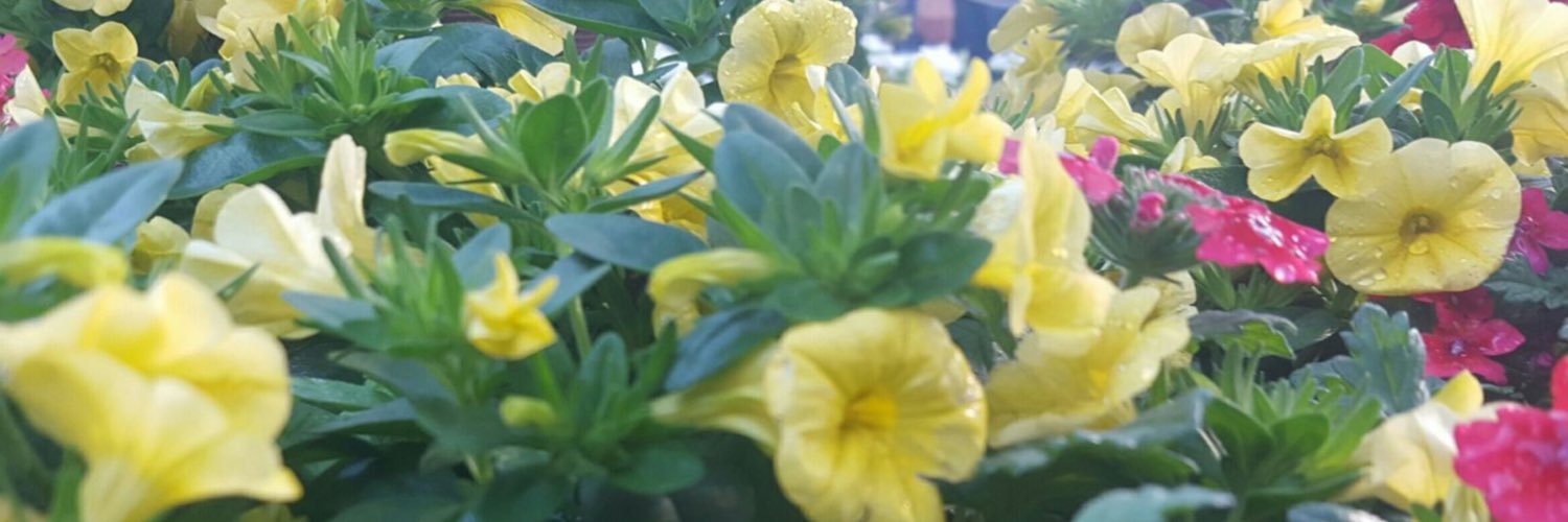TerryThurst's profile banner image