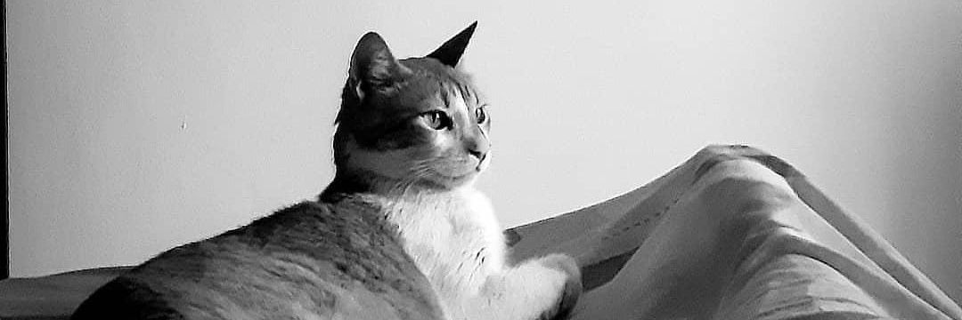 MagaliBerneri's profile banner image