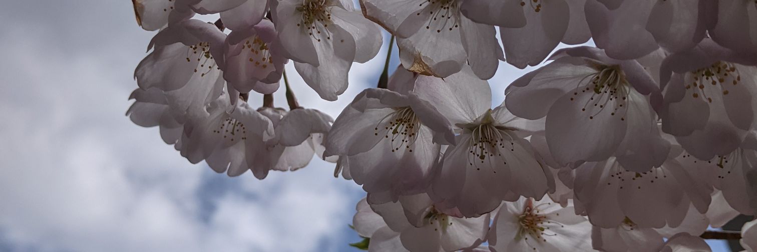 Space Grace, temporal anomaly 🕰️🌌🇵🇸 banner