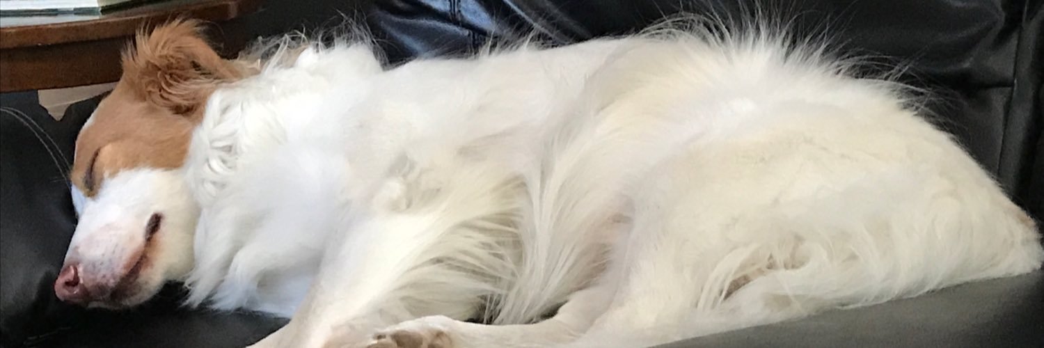 easily_startled's profile banner image