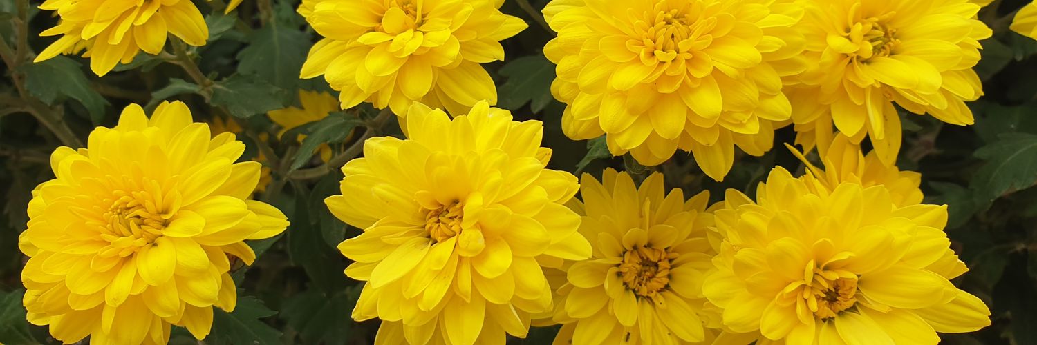 Virginia Rodés banner