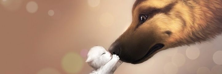 MascotasCaliCol's profile banner image