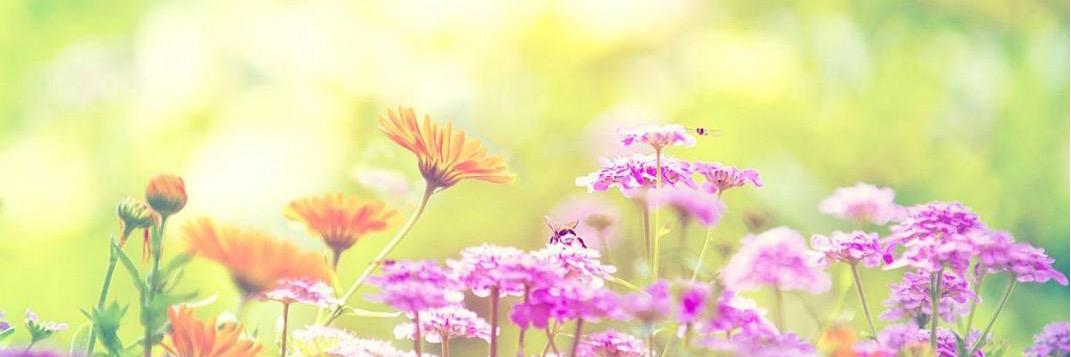 Ashley Kerekes banner