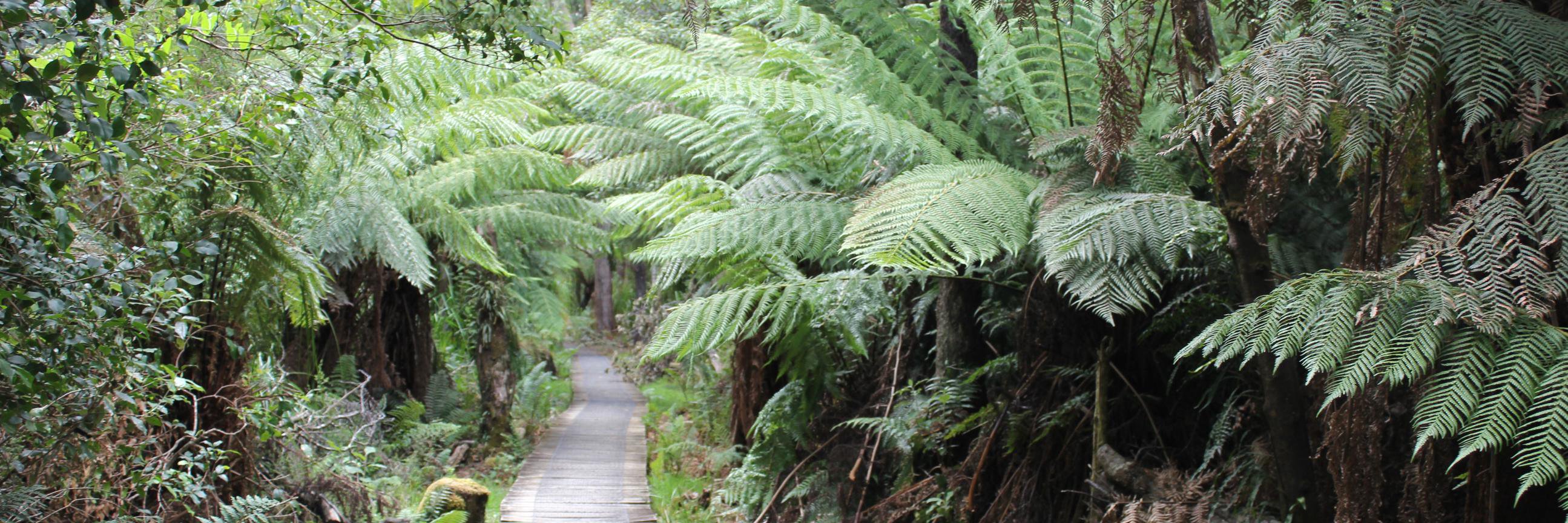 Dr Tim Read MP banner