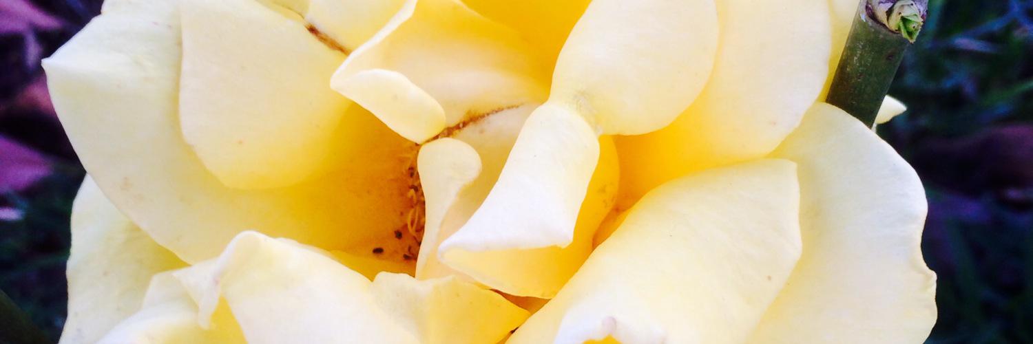 elysmiles's profile banner image