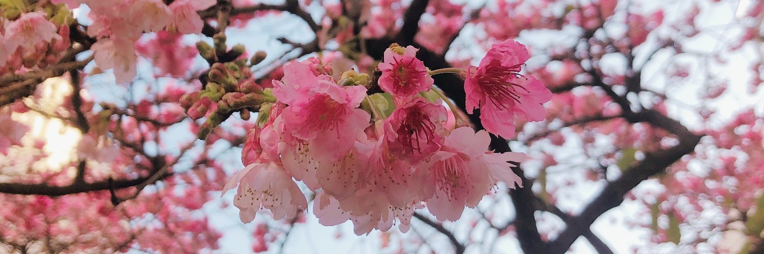 myarakaki's profile banner image
