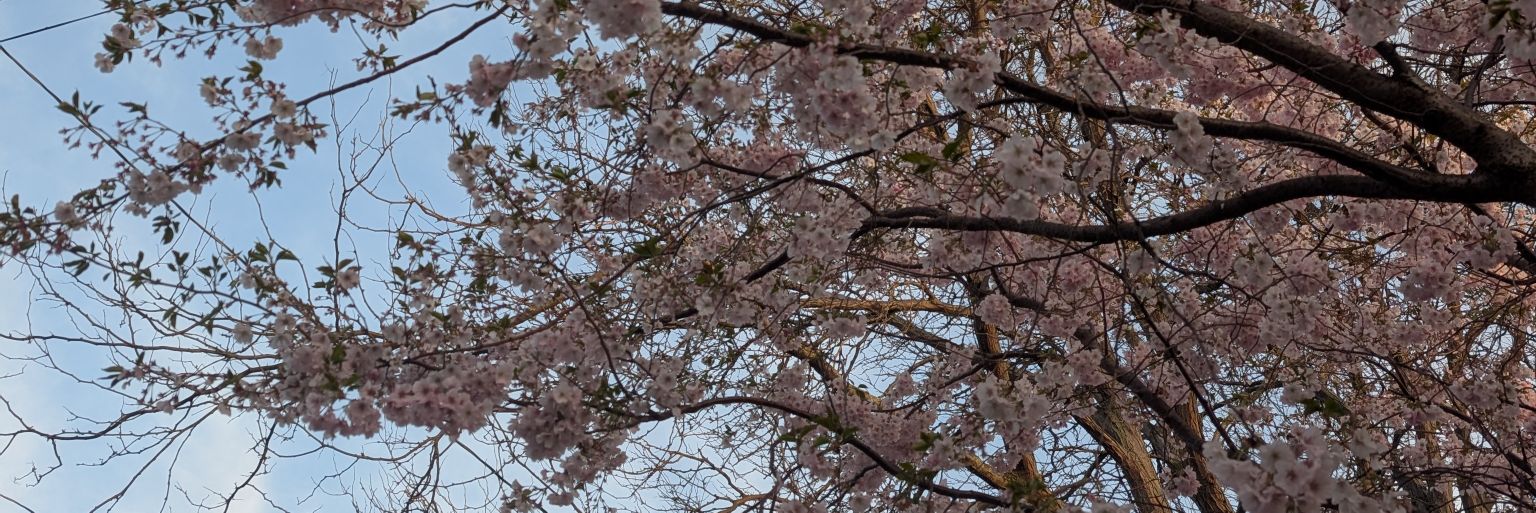 Sans_trips's profile banner image