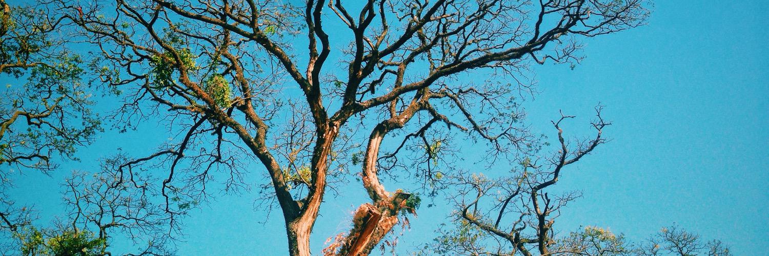 Ardedo1's profile banner image