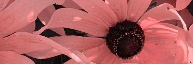 thaijaaaa's profile banner image